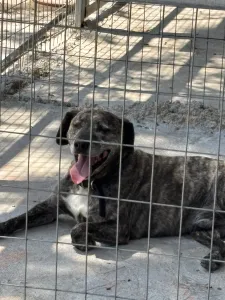 Adopt Tiger