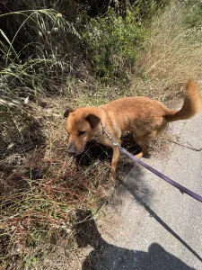 Adoptie hond Bublis