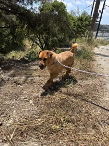 Adoptie hond Bublis