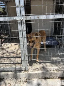 Adopt Mouxtar