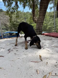 Adopt Naomi