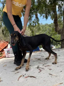 Adopt Naomi