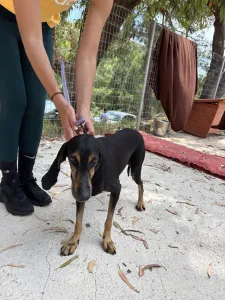 Adopt Naomi