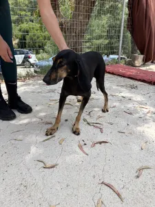 Adopt Naomi