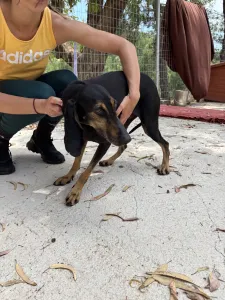 Adopt Naomi