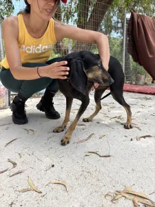 Adopt Naomi