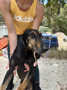 Adopt Naomi