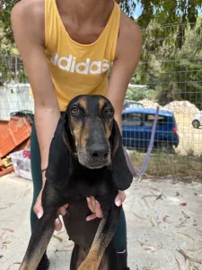 Adopt Naomi