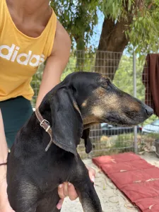 Adopt Naomi