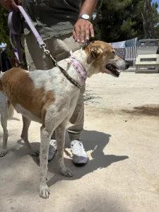 Hund Blanco adoptieren