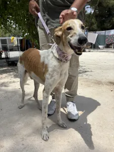 Hund Blanco adoptieren