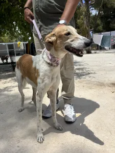 Hund Blanco adoptieren