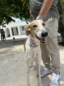 Hund Blanco adoptieren