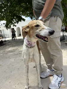 Hund Blanco adoptieren