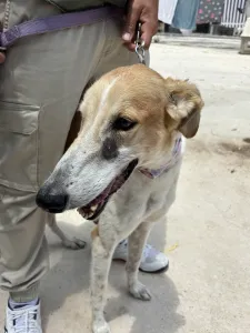 Hund Blanco adoptieren