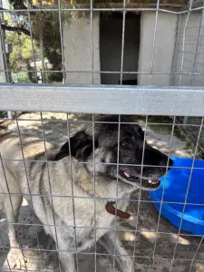 Adoptionsprofil für Mayia