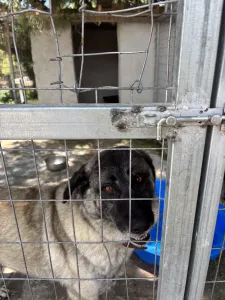 Adopt Mayia