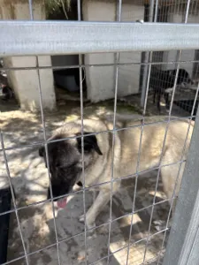 Adopt Mayia