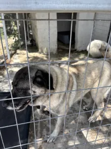 Adopt Mayia