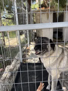 Adopt Mayia