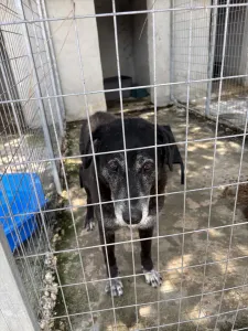 Hund Bier adoptieren