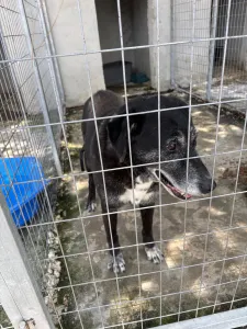 Hund Bier adoptieren