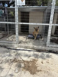 Adopt Mouxtar