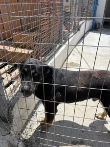 Adopt Diezel