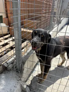 Adopt Diezel
