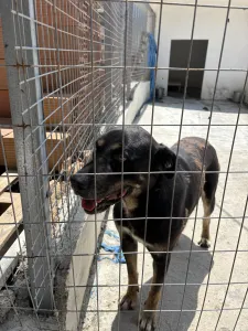 Adopt Diezel