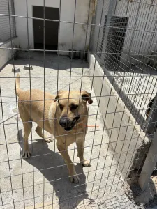 Hund Dias adoptieren