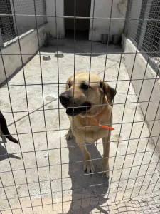 Hund Dias adoptieren