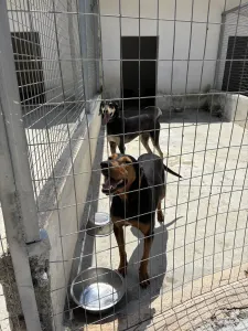 Adoptie hond Mitsos