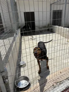 Adoptie hond Mitsos