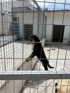 Adopt Pepa