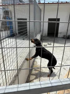 Adopt Pepa