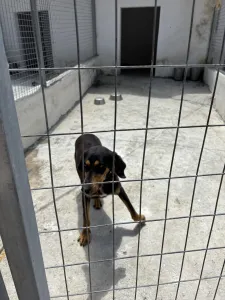 Adopt Pepa