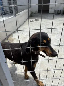 Adopt Pepa
