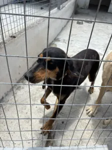 Adopt Pepa