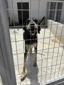 Adopt Anna