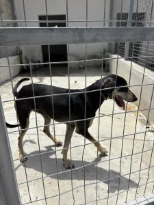 Adopt Anna