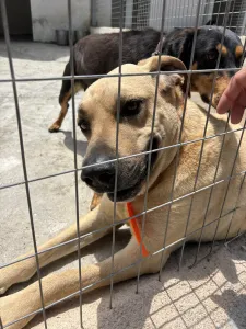 Hund Dias adoptieren