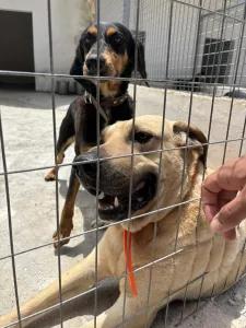 Adopt Pepa