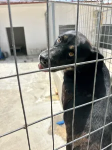 Adopt Diezel