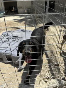 Adoptionsprofil für George