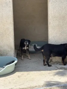 Adoptionsprofil für Despina