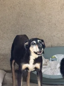 Adopt Despina
