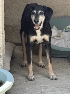 Adopt Despina