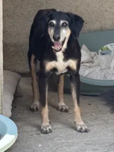 Adopt Despina