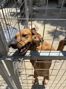 Adoptionsprofil für Sindy